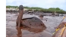 OilSpill