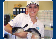 Marine Wildlife Research, Rescue Rehabilitation