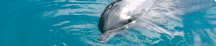 dolphin rescue