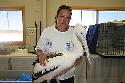 rehabilitation6_pelican