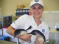 rehabilitation4_penguins