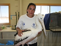 rehabilitation6_pelican