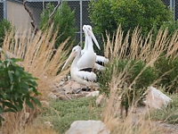rehabilitation9_pelicans