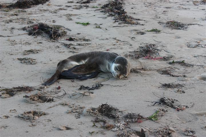 Under weight New Zealand fur seal