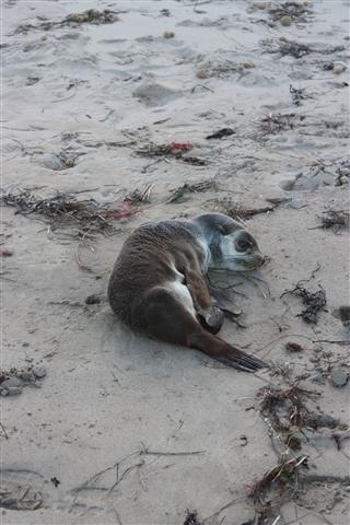 Under weight New Zealand fur seal rescue