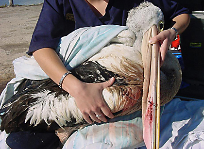 Entangled pelican (beak to wing with two hooks)