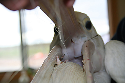 Entangled pelican with three hooks in her mouth from ACTIVE fishing