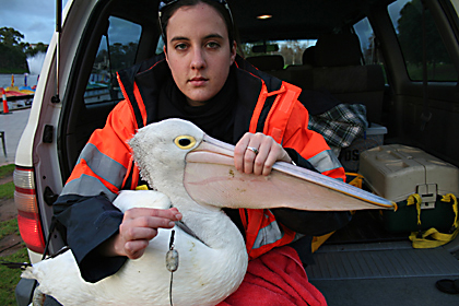 Entangled pelican with Kerry Braun