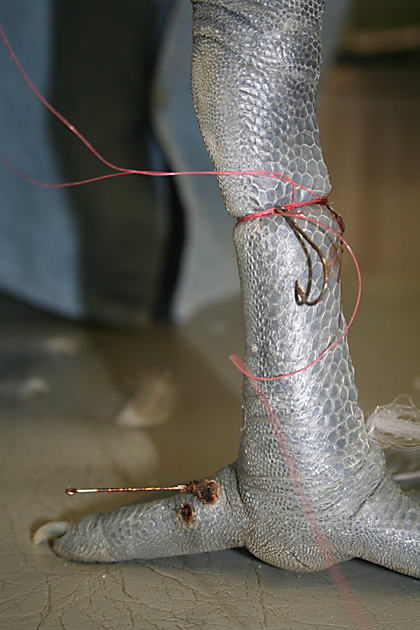 Entangled pelican leg with hook