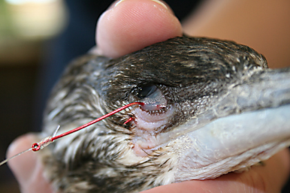 Black faced cormorant hooked in the eye