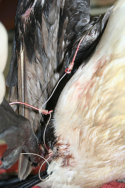 Black faced cormorant hooked with gang hooks