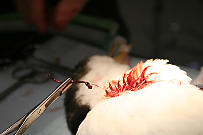 Pied cormorant surgery to remove hook