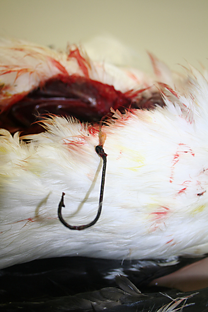 Pied cormorant surgery to remove hook