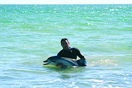 Dolphin rescue (Largs Bay)