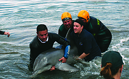 Dolphin rescue Torrens Island