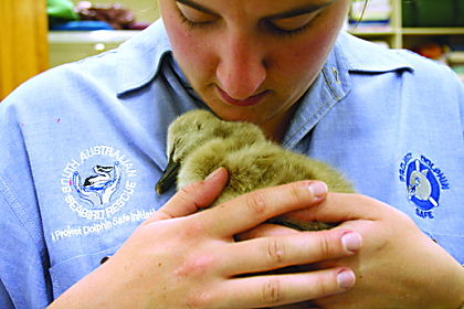 Juv swan found on main road