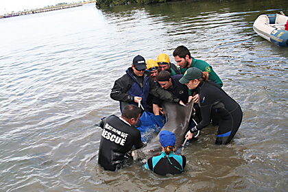 Dolphin rescue Torrens Island