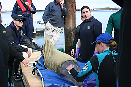 Dolphin rescue on Torrens Island (Billie)