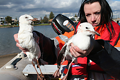 Silver gulls entangled (attached to eachother)