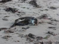 Under weight New Zealand fur seal