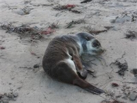 Under weight New Zealand fur seal rescue