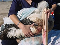 Entangled pelican (beak to wing with two hooks)