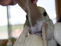 Entangled pelican with three hooks in her mouth from ACTIVE fishing