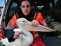 Entangled pelican with Kerry Braun