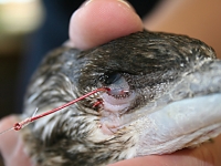 Black faced cormorant hooked in the eye