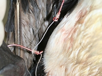 Black faced cormorant hooked with gang hooks