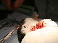 Pied cormorant surgery to remove hook