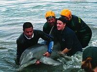 Dolphin rescue Torrens Island