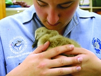 Juv swan found on main road