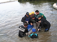Dolphin rescue Torrens Island
