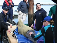 Dolphin rescue on Torrens Island (Billie)