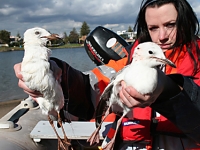 Silver gulls entangled (attached to eachother)