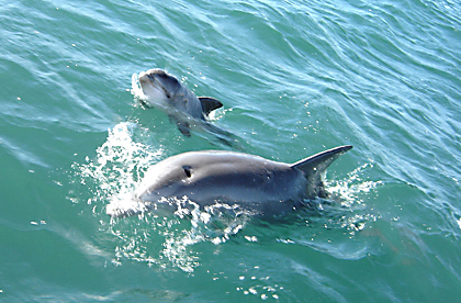 research1_dolphins