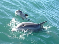 research1_dolphins