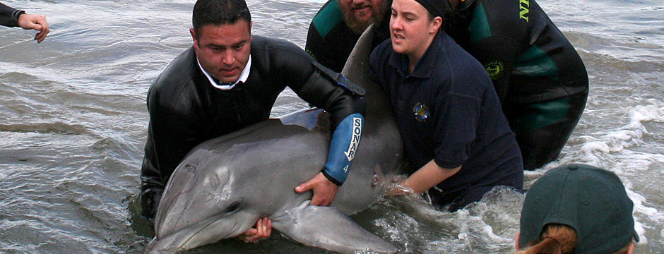 australian marine wildlife research rescue organisation australian marine wildlife research rescue organisation