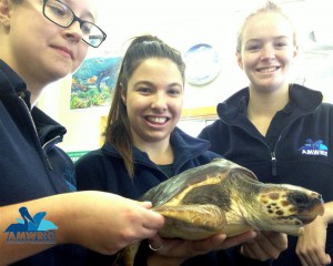 Dedicated AMWRRO Volunteers see Holly off. From left to right Wenonah, Adel (holding Holly) and Amber  