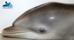 The first confirmed report of dolphin morbillivirus (DMV) in South Australia! 