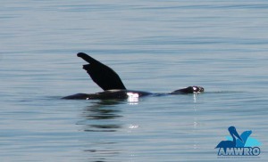 Thermal regulating seal close to shore