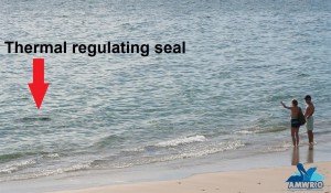 Beachgoers watching from a safe distance