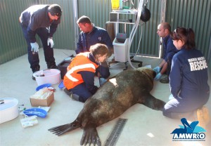 AMWRRO Crew work frantically to treat Max after arriving at AMWRRO – Torrens Island