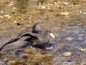 Peter the Southern Giant Petrel released after several weeks on care.
