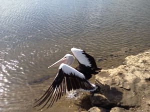 Sunny release after being rescued from the Onkaparinga River and almost lifeless on admission.