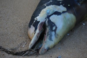 Bottlenose Dolphin found at Maslin Beach (photo by Gillian Rayment) 