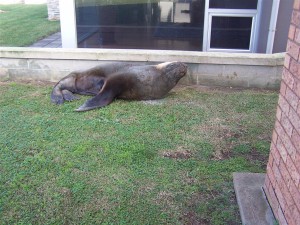 Large male Australian sea lion sleeping on the grass before being shot