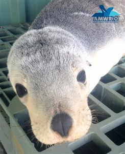 Lachie resting at AMWRRO after treatment