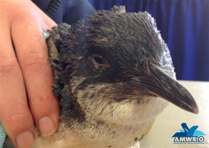 Little Penguin Amber now able to open her eyes